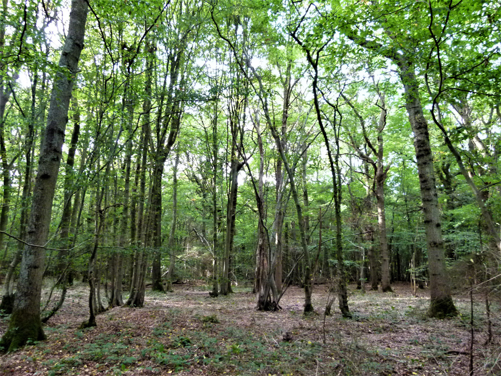 Woodland For Sale Chart Copse, 1.17 acres of excellent mature broadleaf ...